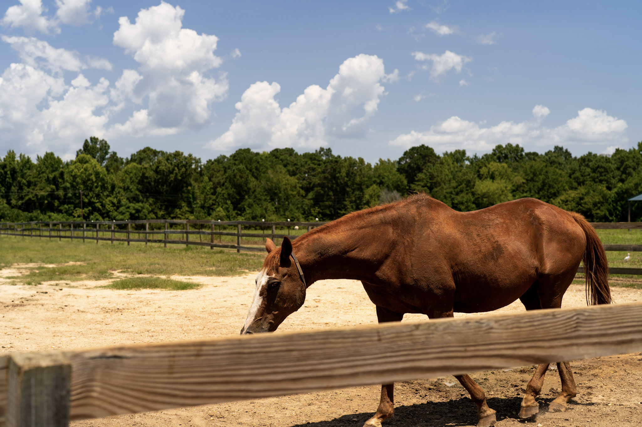 Horse Wateree